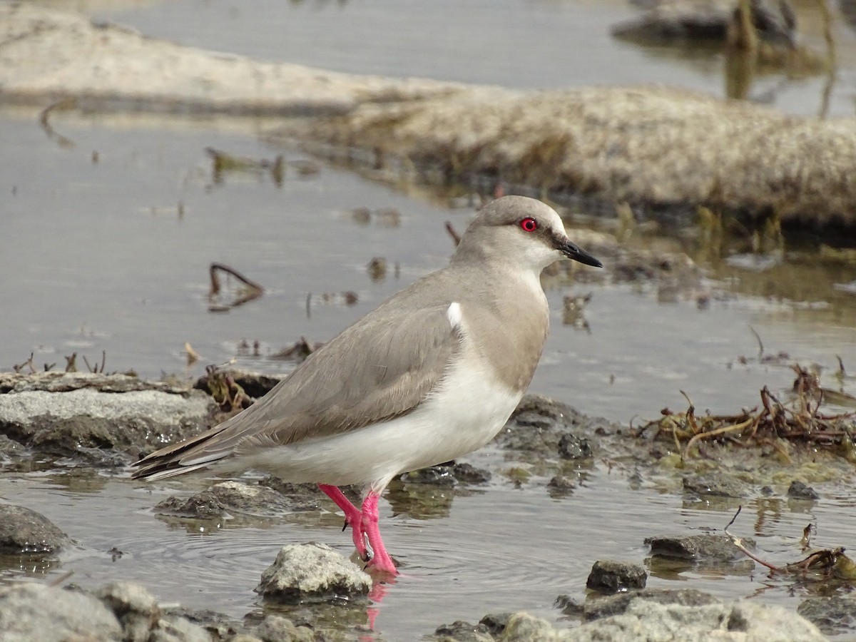 Magellanic Plover - ML73483641