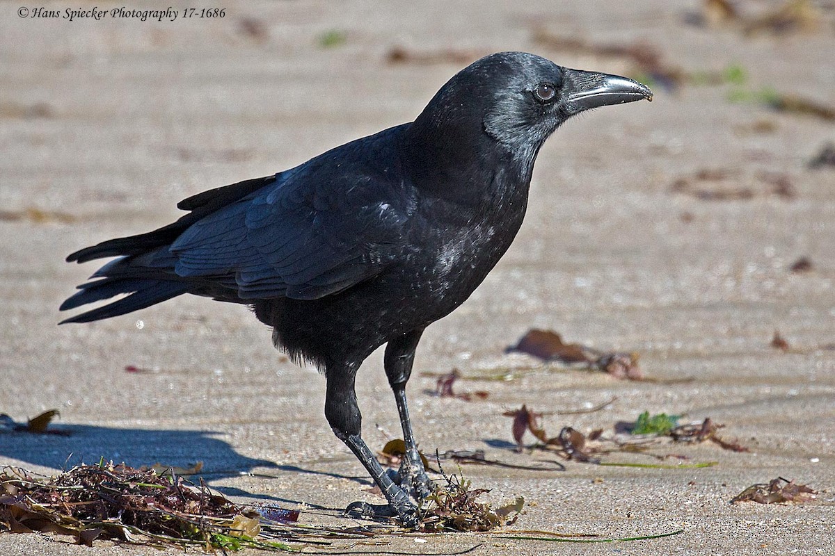 American Crow - ML73484181