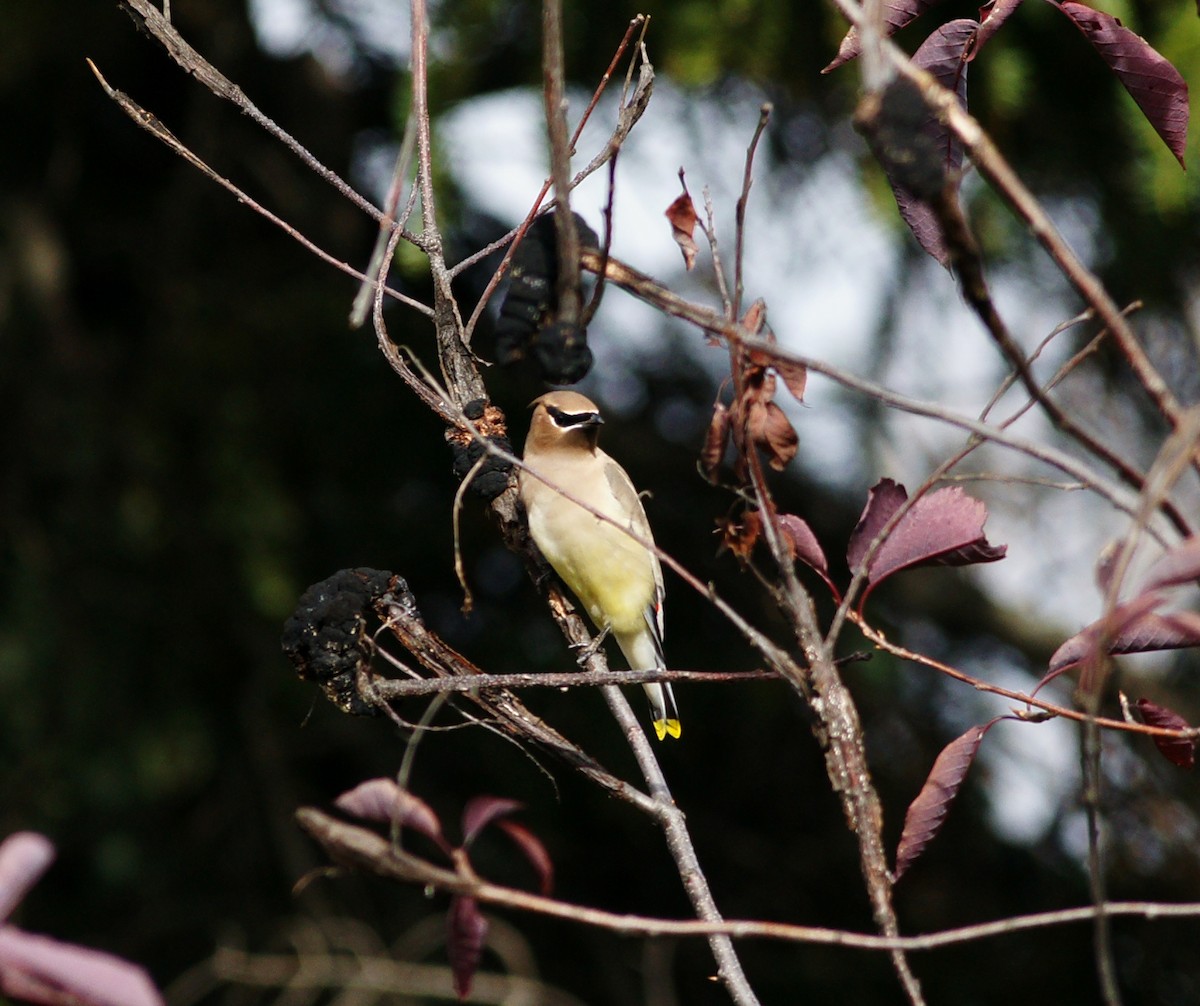 Cedar Waxwing - ML73485131