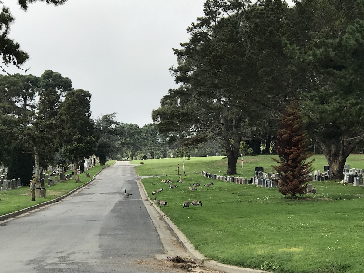 Canada Goose - George Chrisman