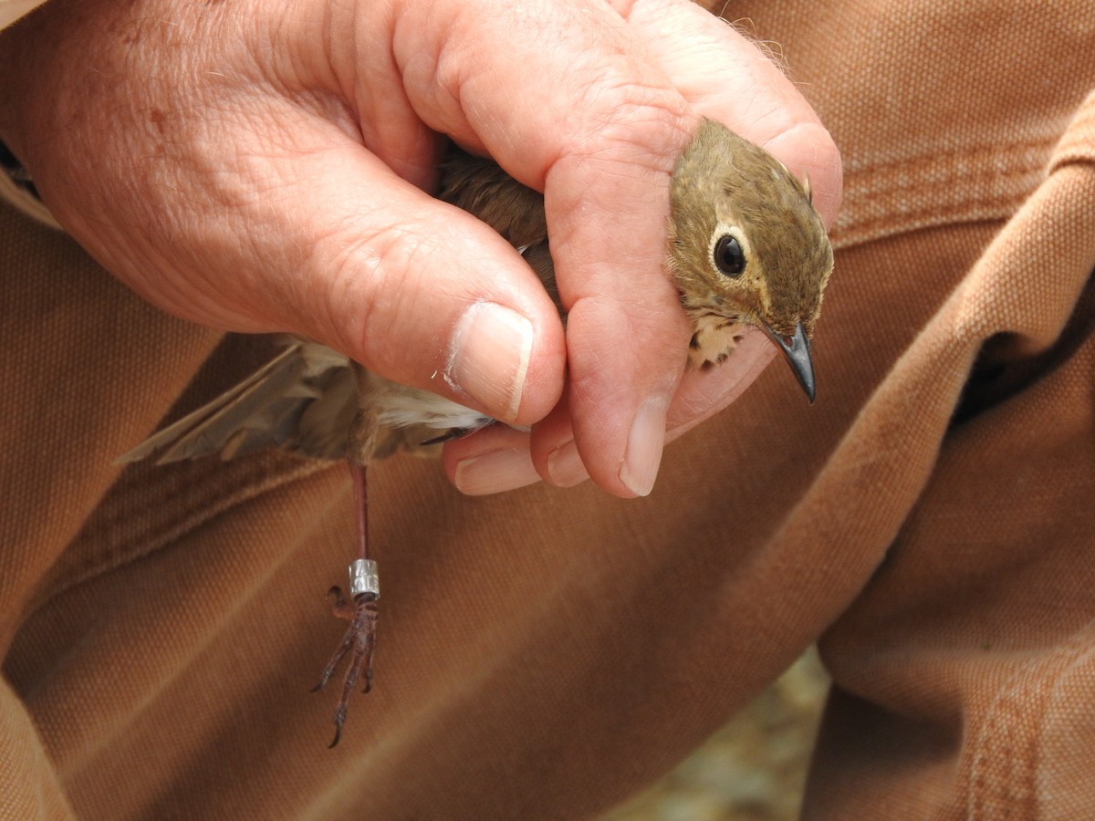 Swainson's Thrush - ML73486081