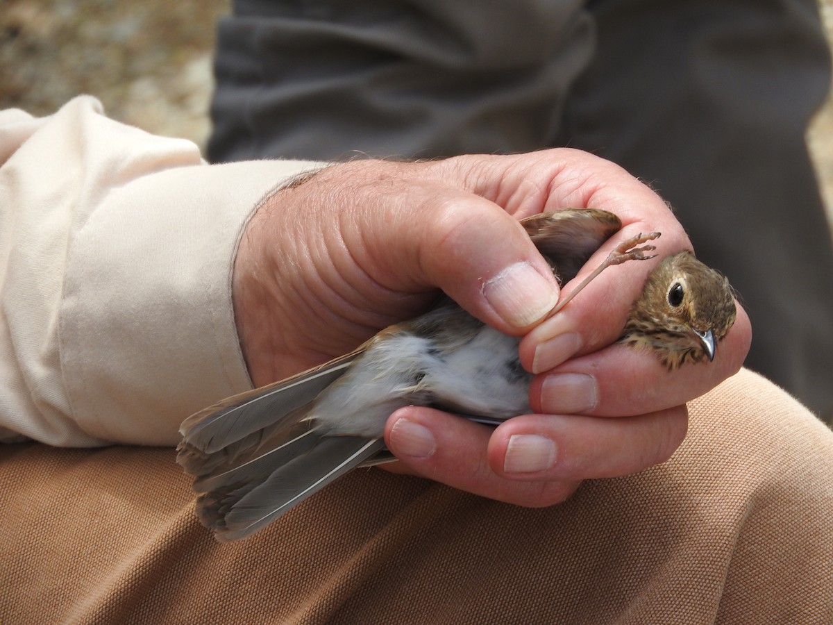 Swainson's Thrush - ML73486111