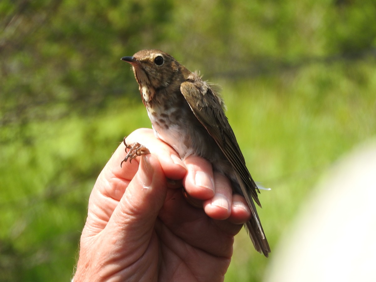 Swainson's Thrush - ML73486141