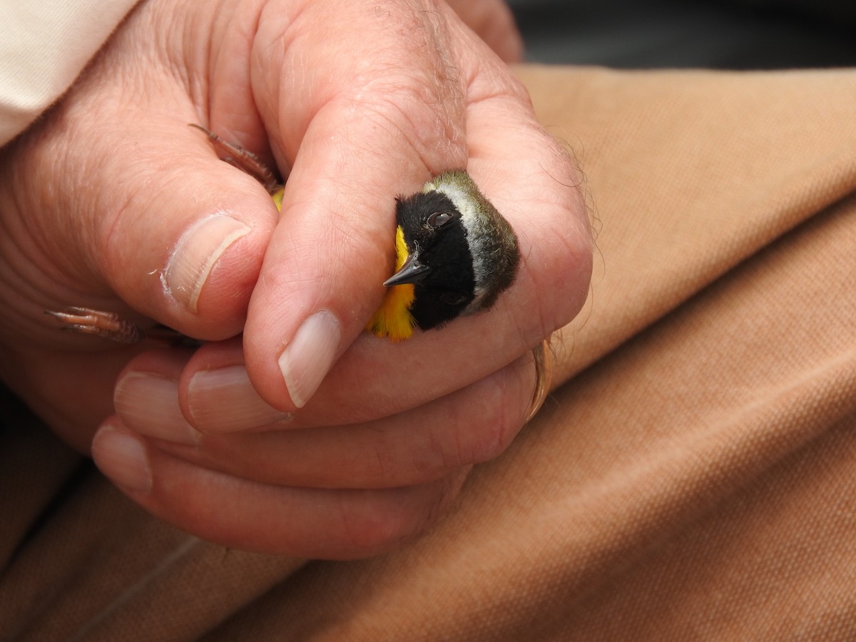 Common Yellowthroat - ML73486371