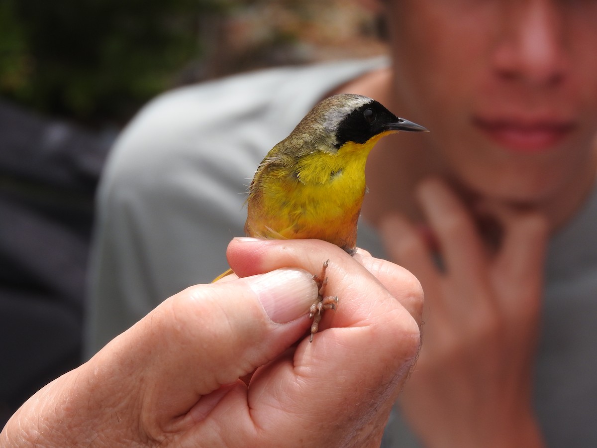 Common Yellowthroat - ML73486501