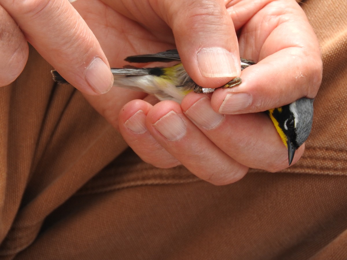 Magnolia Warbler - ML73486631