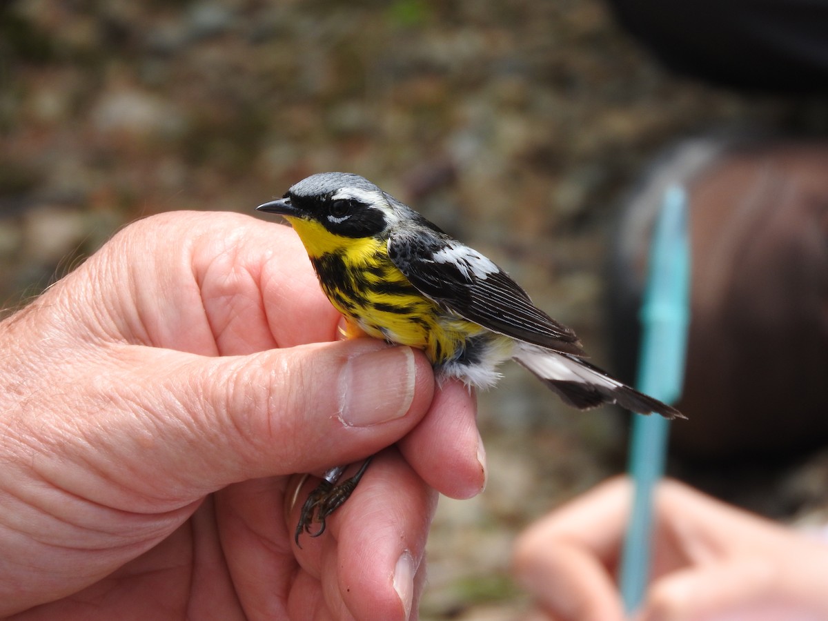 Magnolia Warbler - ML73486641