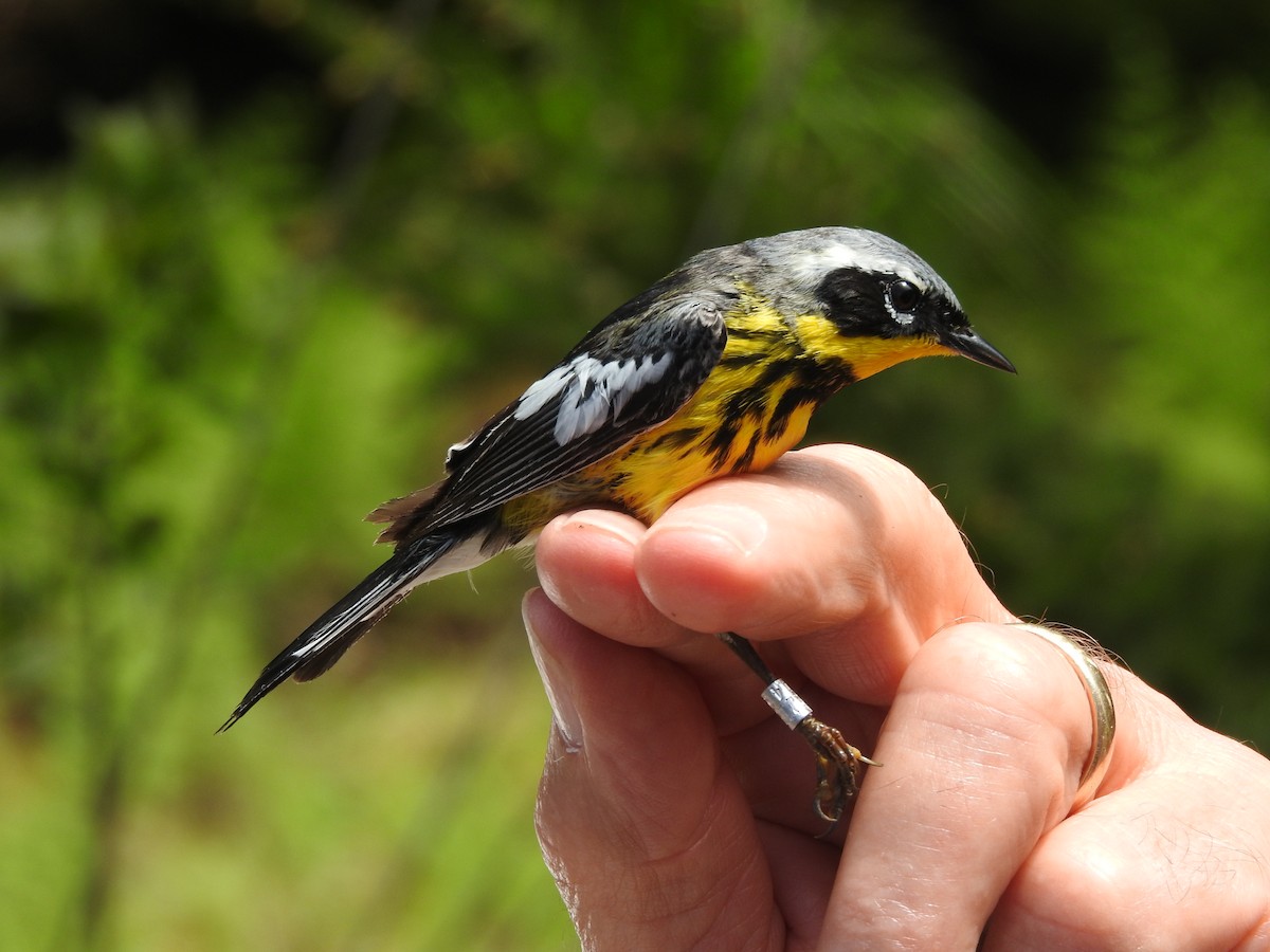 Magnolia Warbler - ML73486791