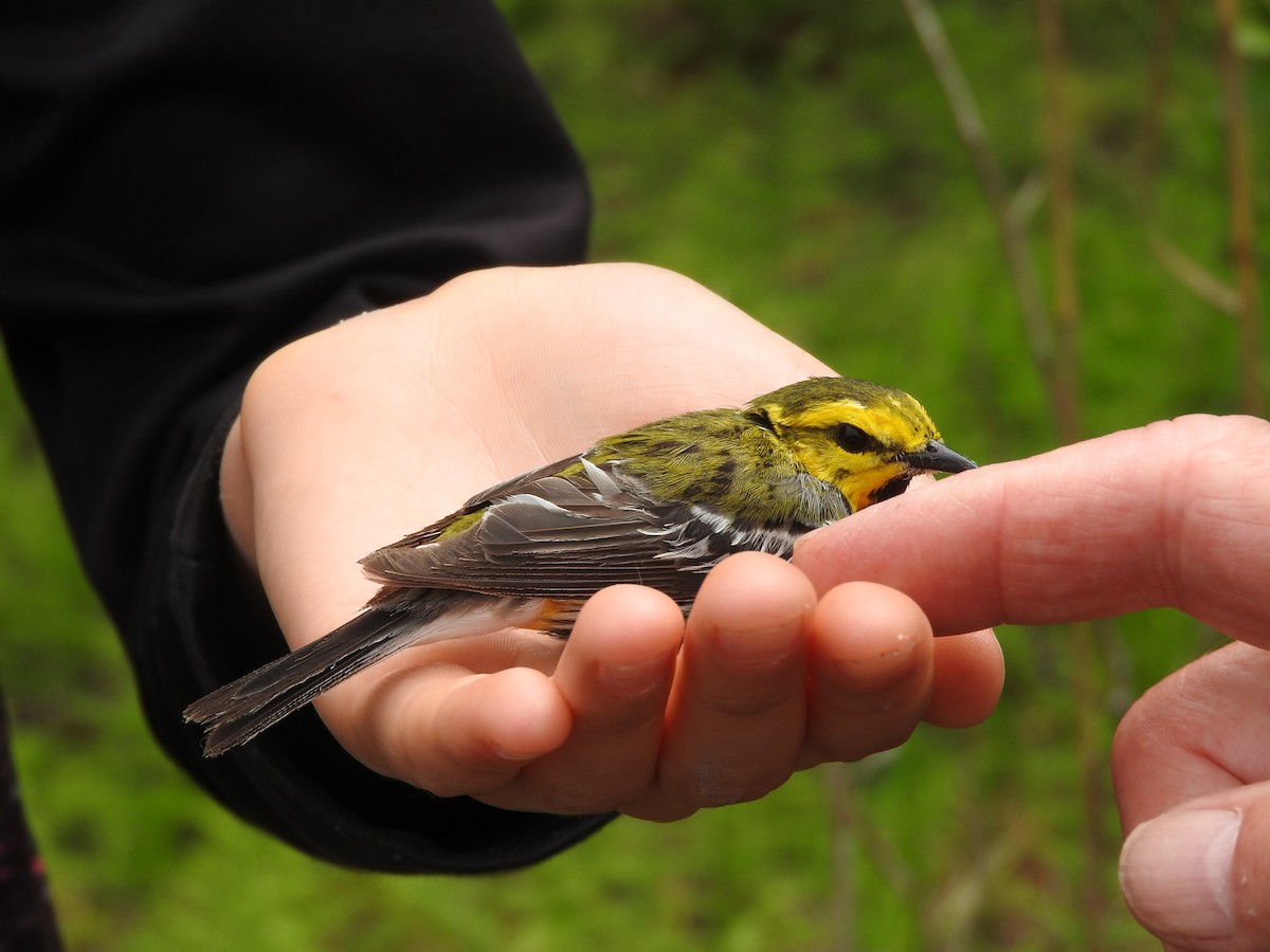 Black-throated Green Warbler - ML73487031