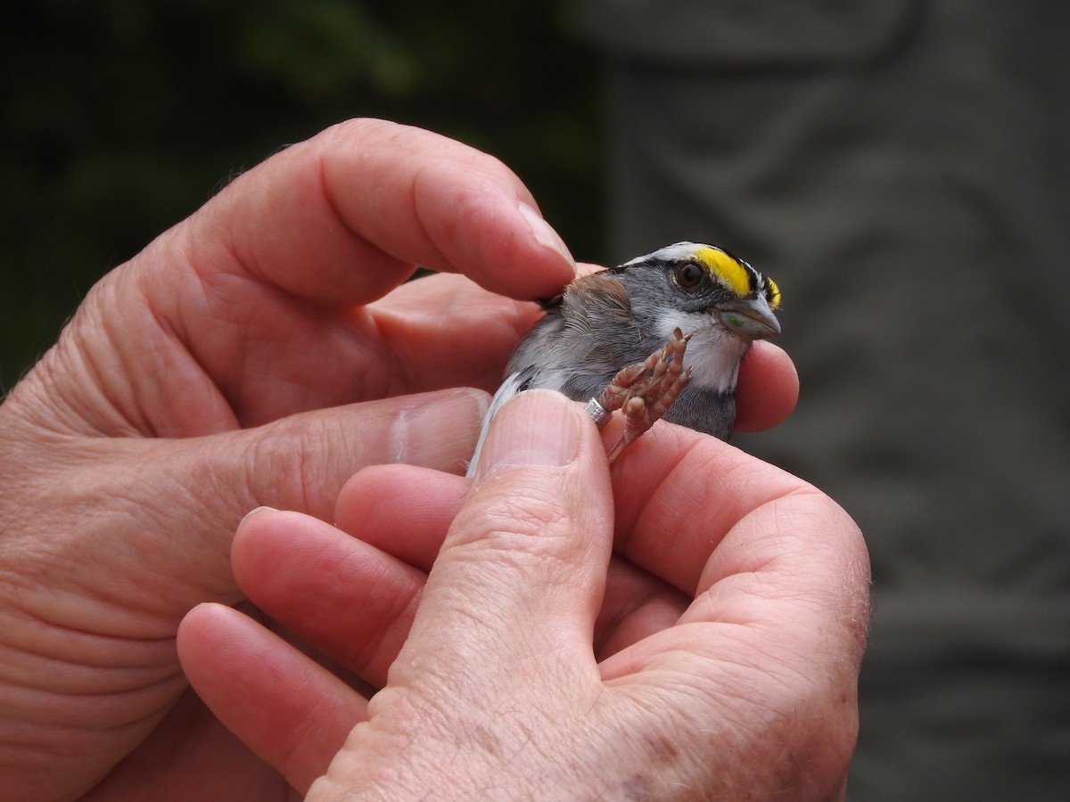 White-throated Sparrow - ML73487301