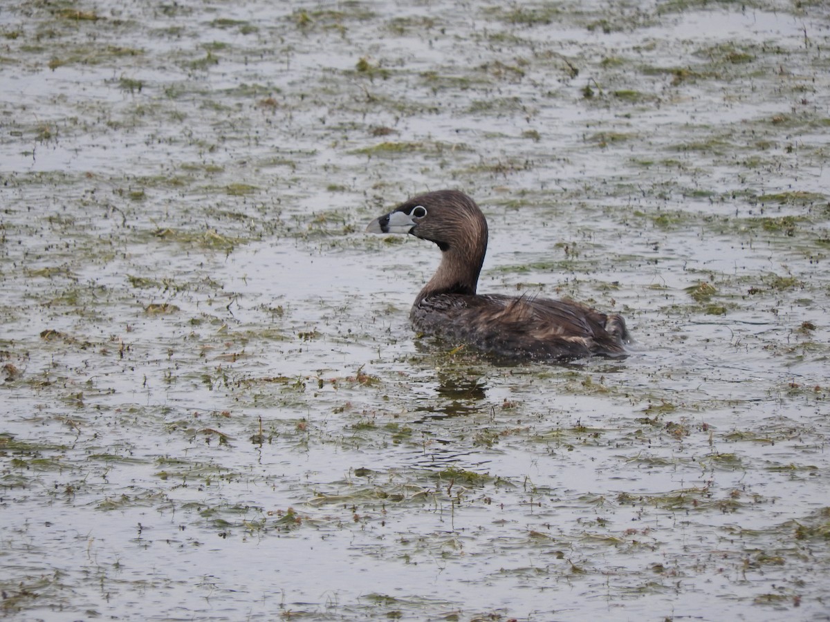 Pied-billed Grebe - Aidan Coohill