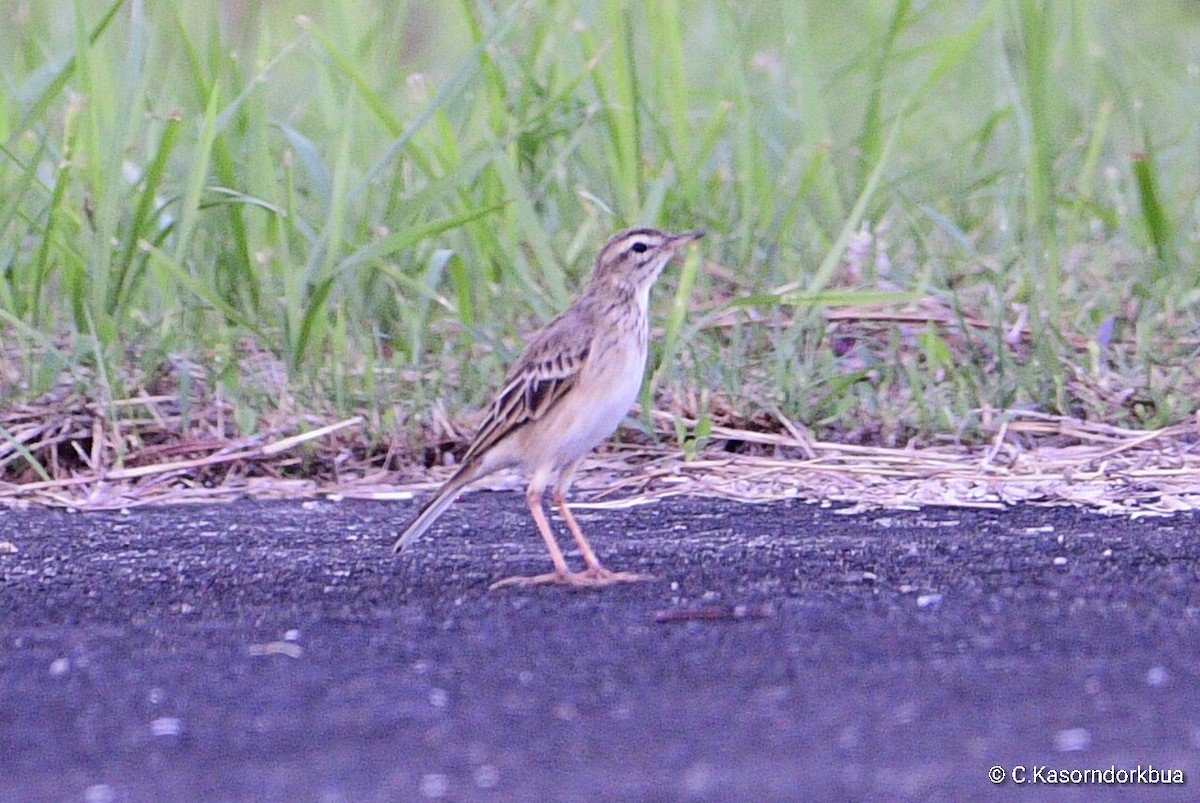 Paddyfield Pipit - ML73491561