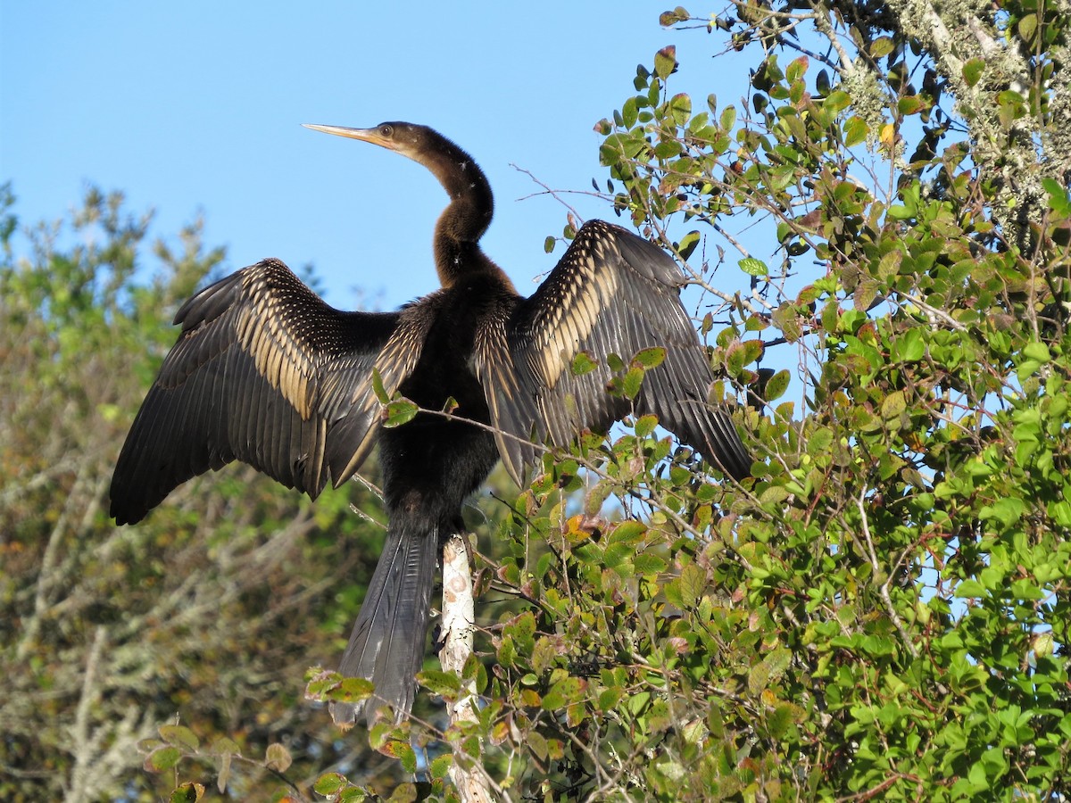 Anhinga - ML73493261