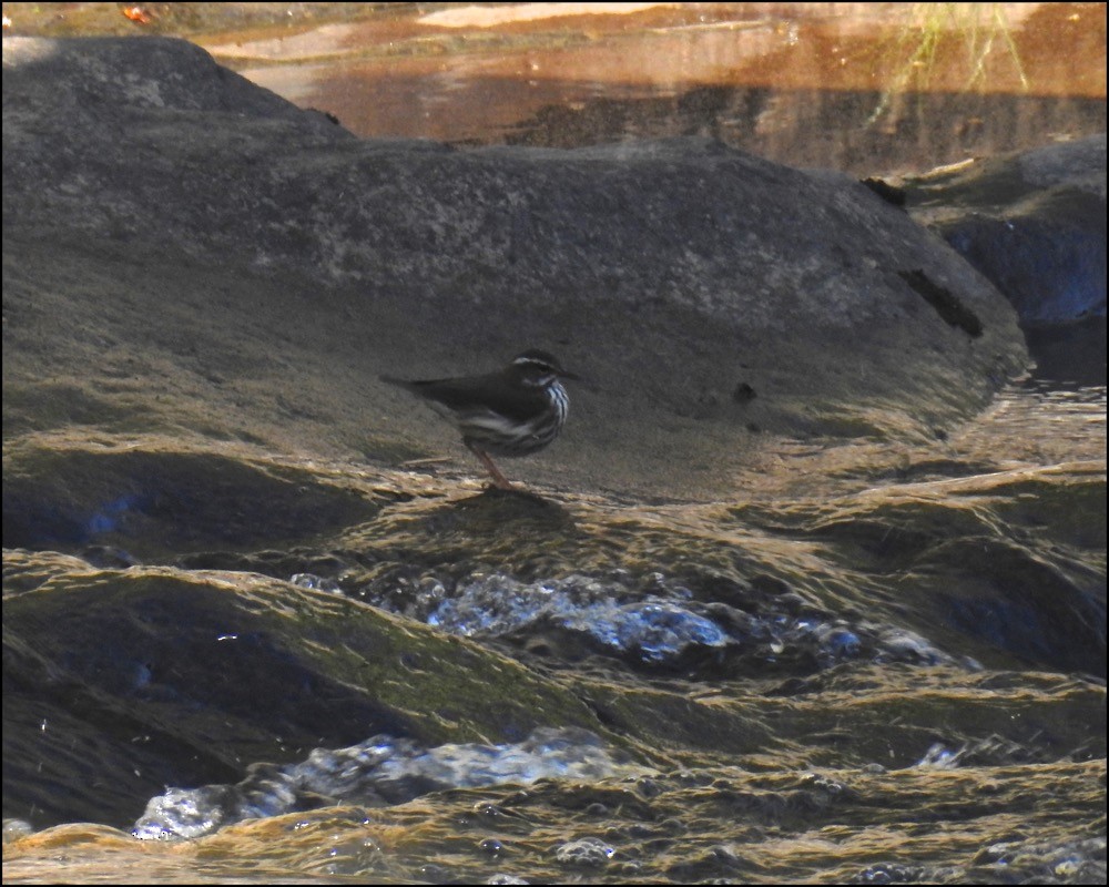 Louisiana Waterthrush - ML73493391