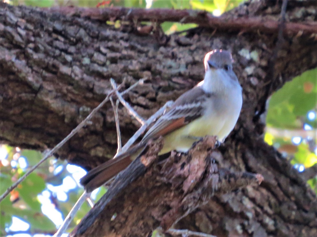 Ash-throated Flycatcher - Dominic Le Croissette