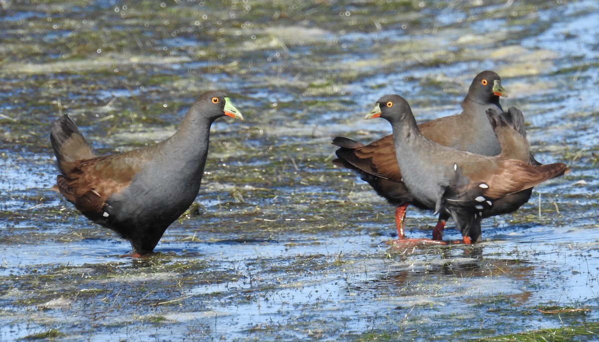 Black-tailed Nativehen - ML73494071