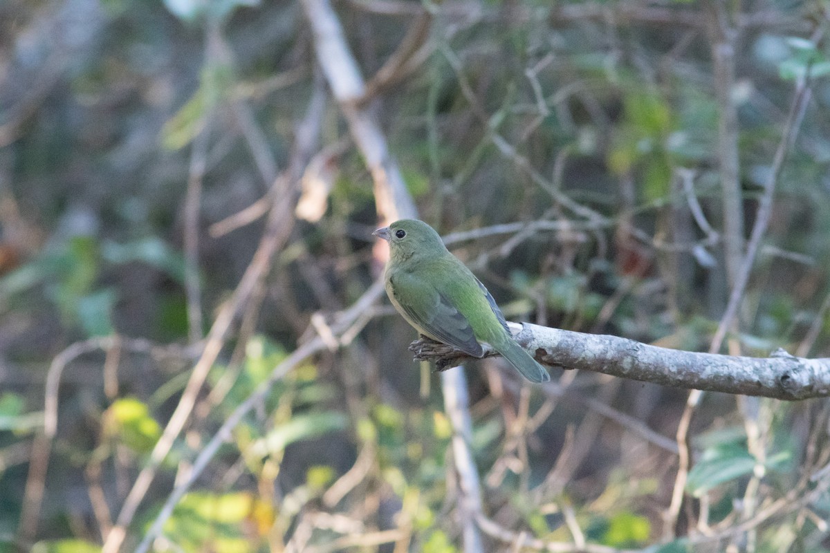 Painted Bunting - ML73494201