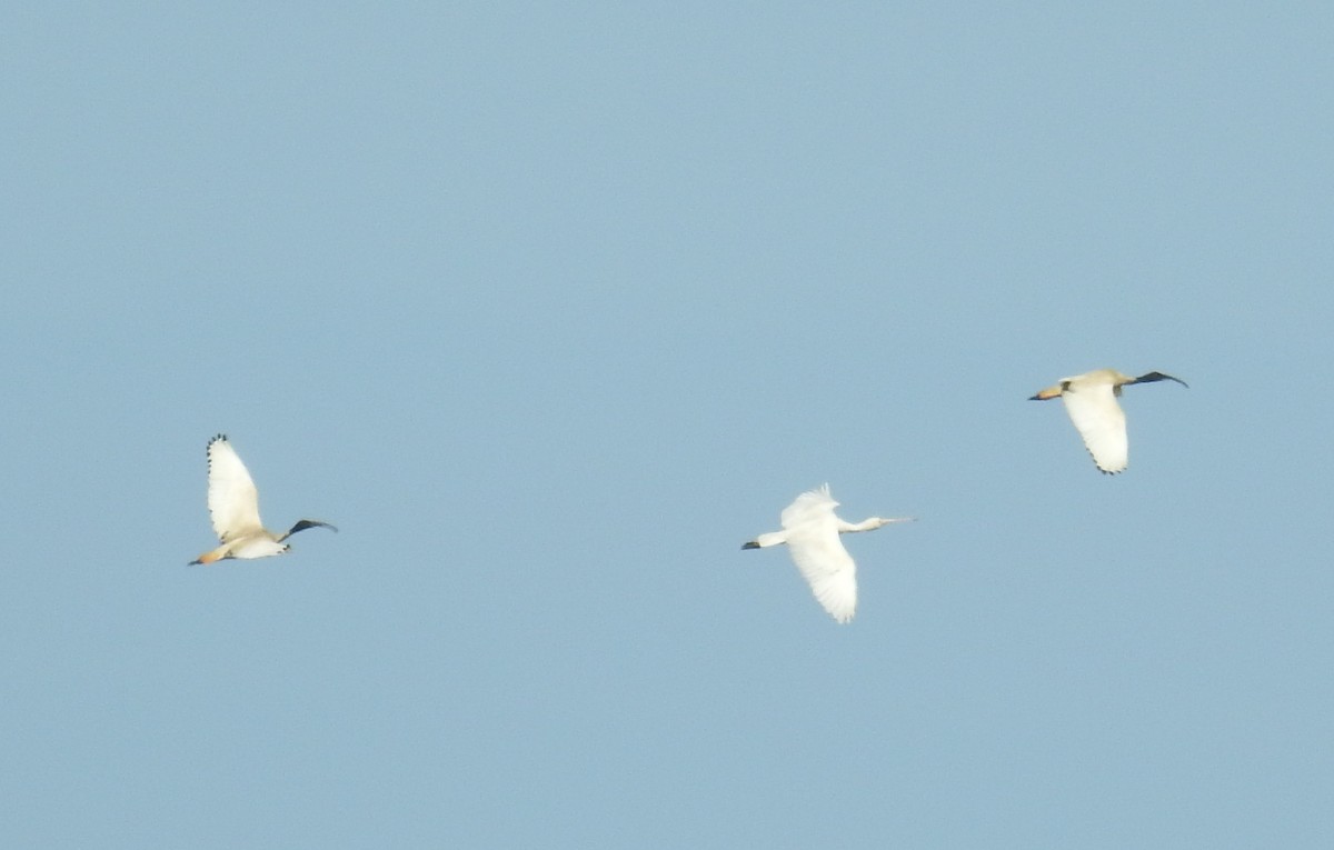 Yellow-billed Spoonbill - ML73494821