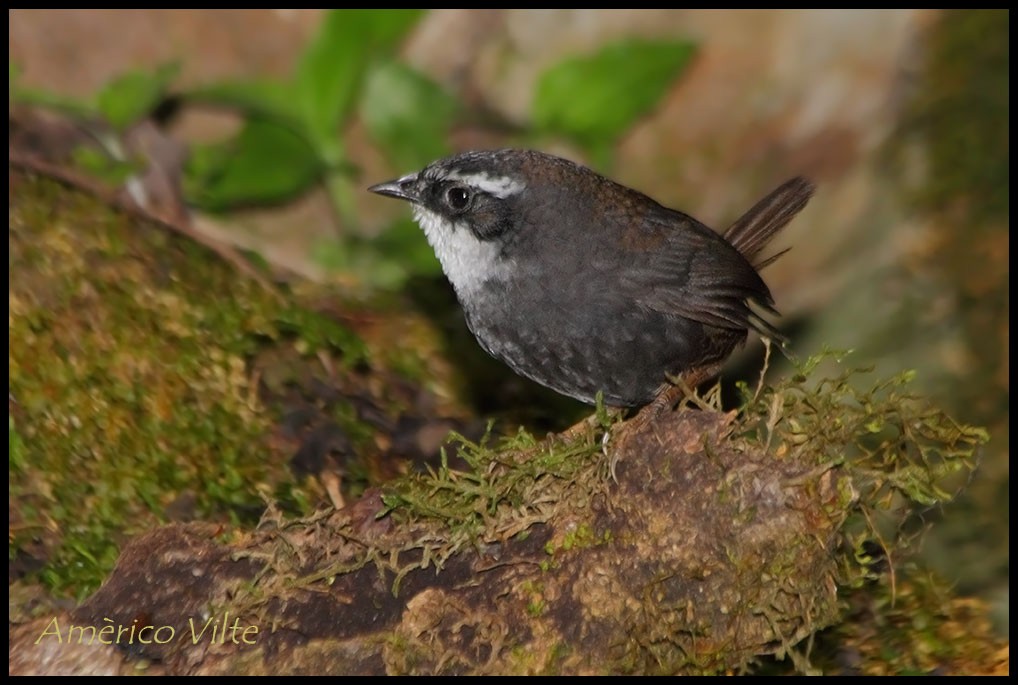 White-browed Tapaculo - ML73495461