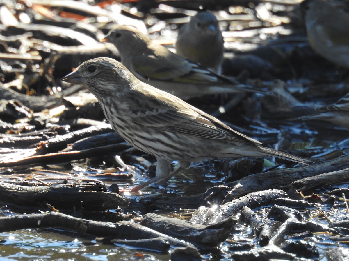 Cassin's Finch - ML73498101