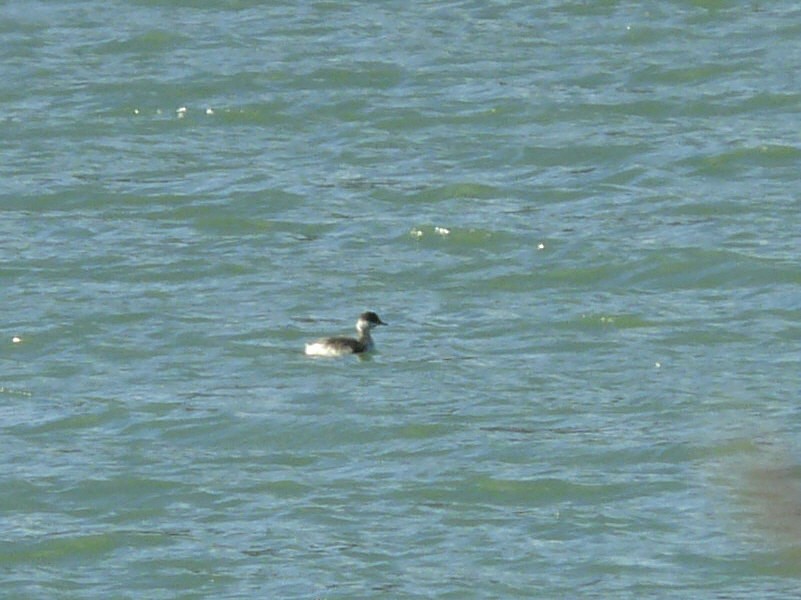 Horned Grebe - ML73498721