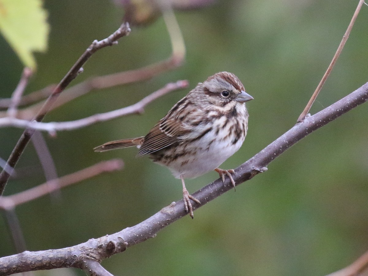 Song Sparrow - Paul Jacyk