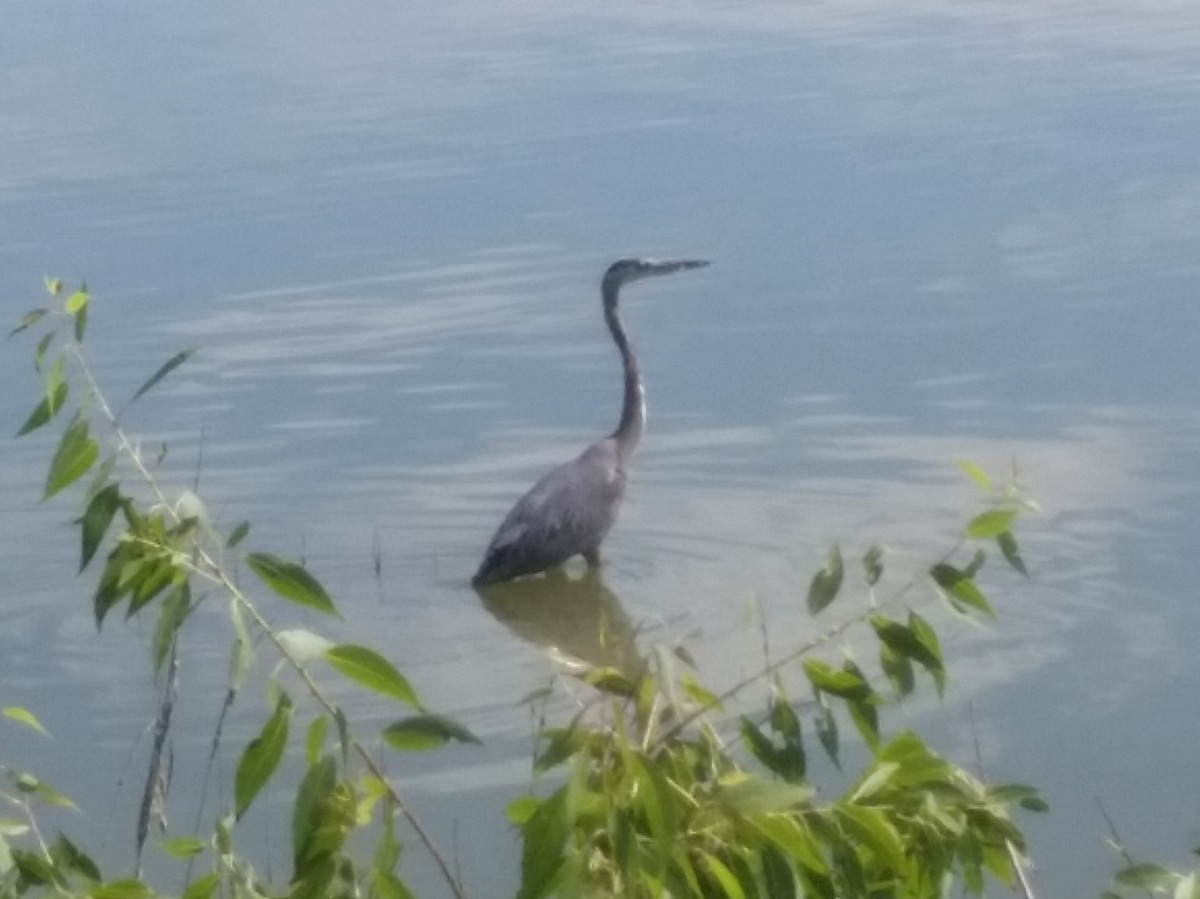 Great Blue Heron - Todd Deininger