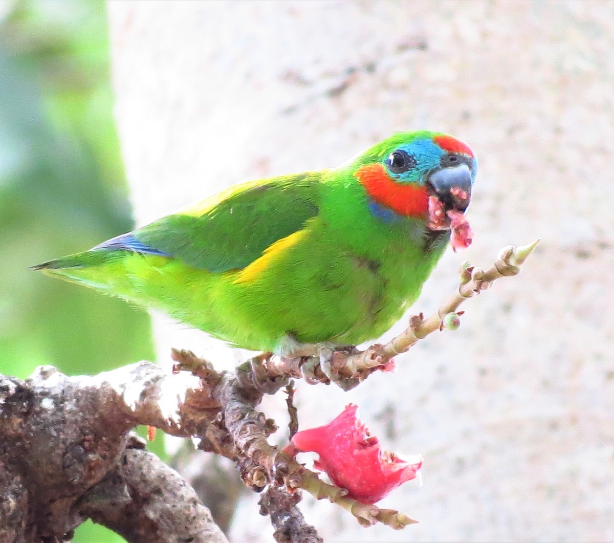 Double-eyed Fig-Parrot - ML73501821