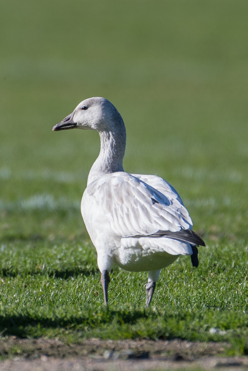 Snow Goose - Marc Sole