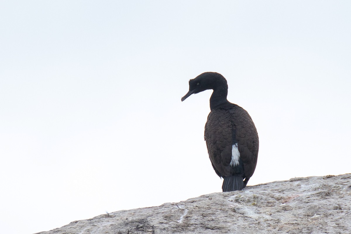 Bank Cormorant - ML73502591