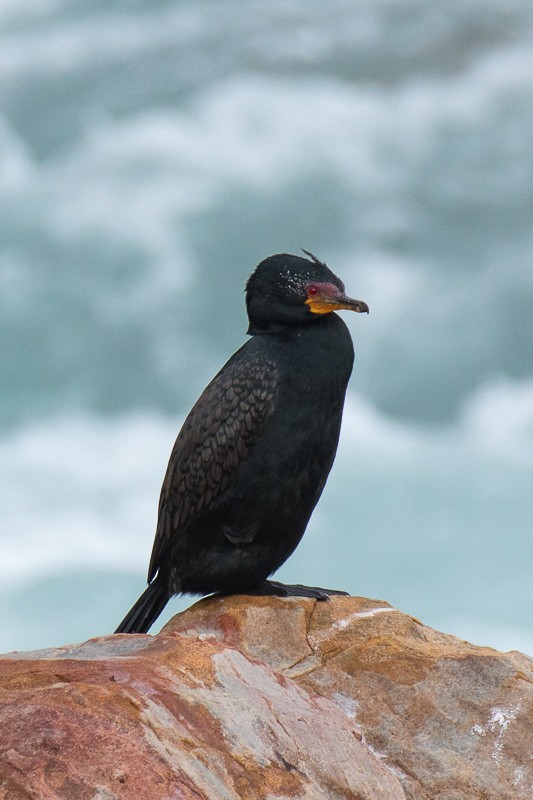 Crowned Cormorant - ML73502711