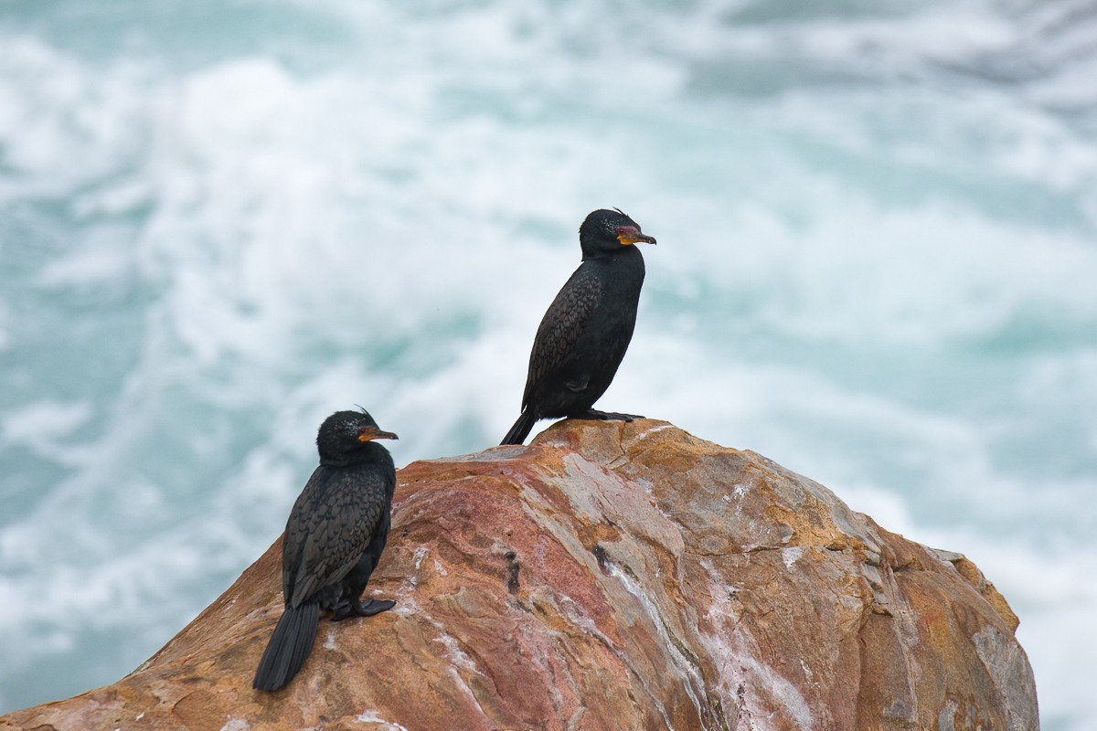 Crowned Cormorant - ML73502731