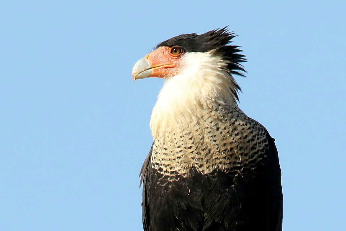 Crested Caracara (Northern) - Louis Hoeniger