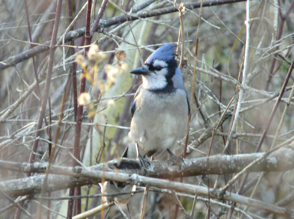 Blue Jay - Douglas Leighton