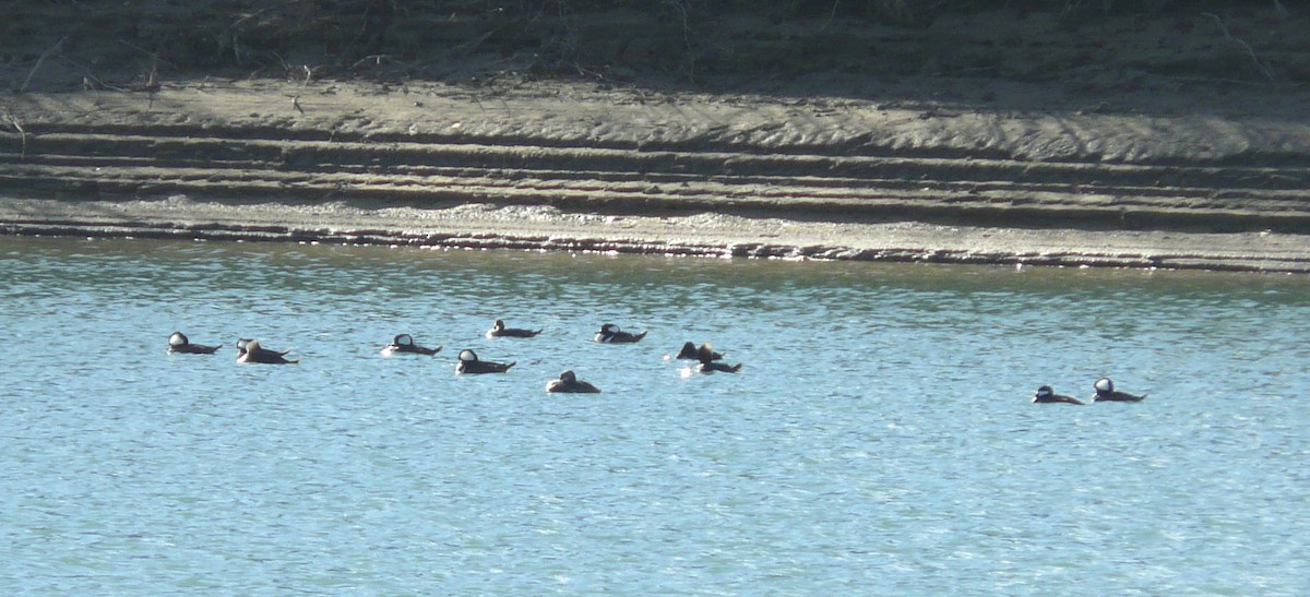 Hooded Merganser - ML73504831