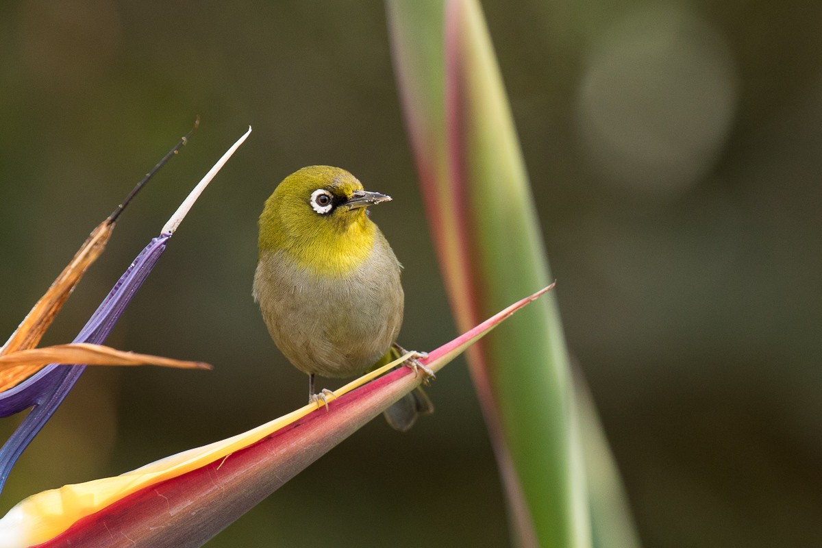 Cape White-eye - Sharon Kennedy