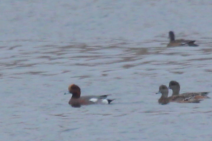 Eurasian Wigeon - Oscar Moss