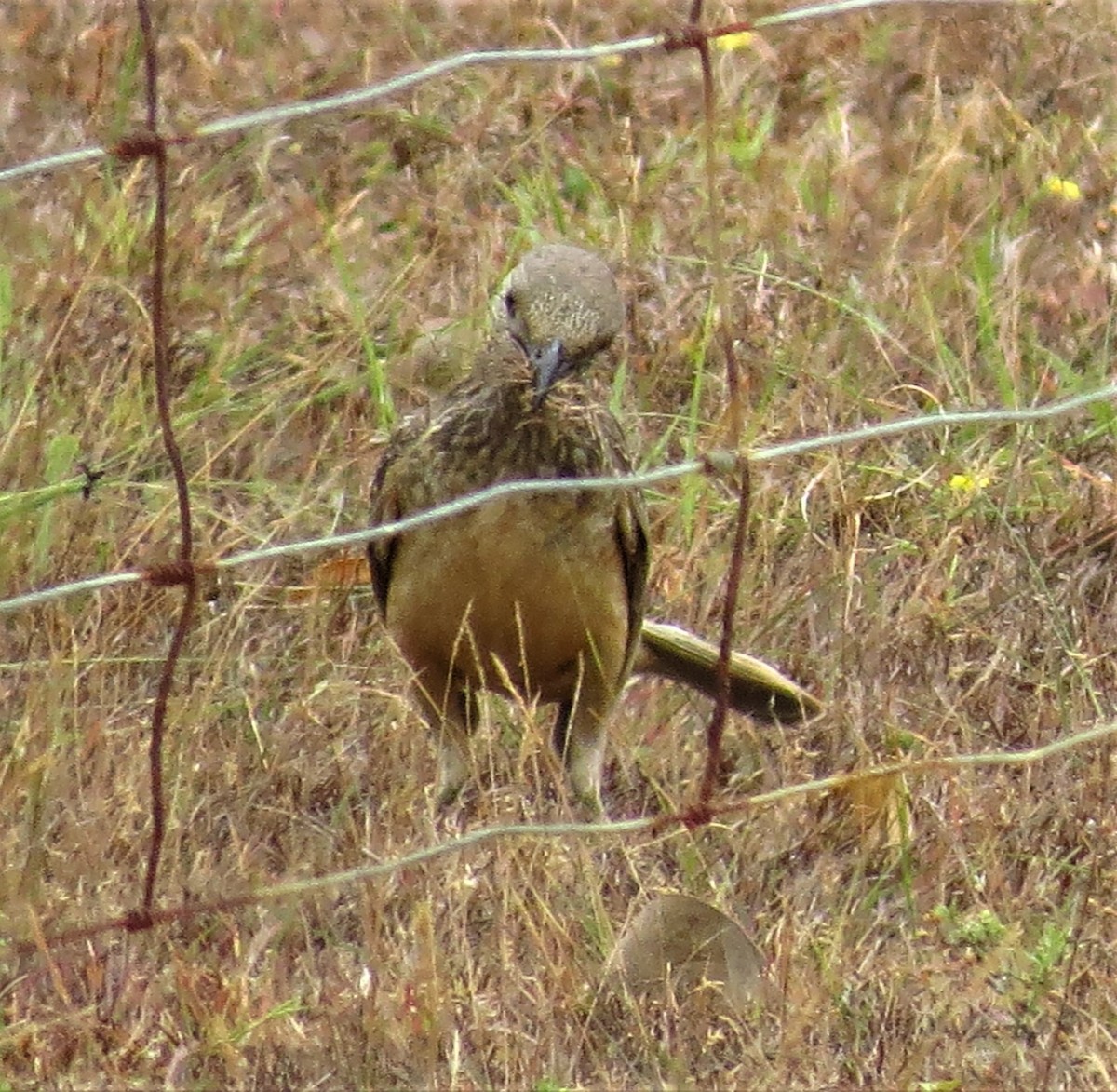 Fawn-breasted Bowerbird - ML73505101