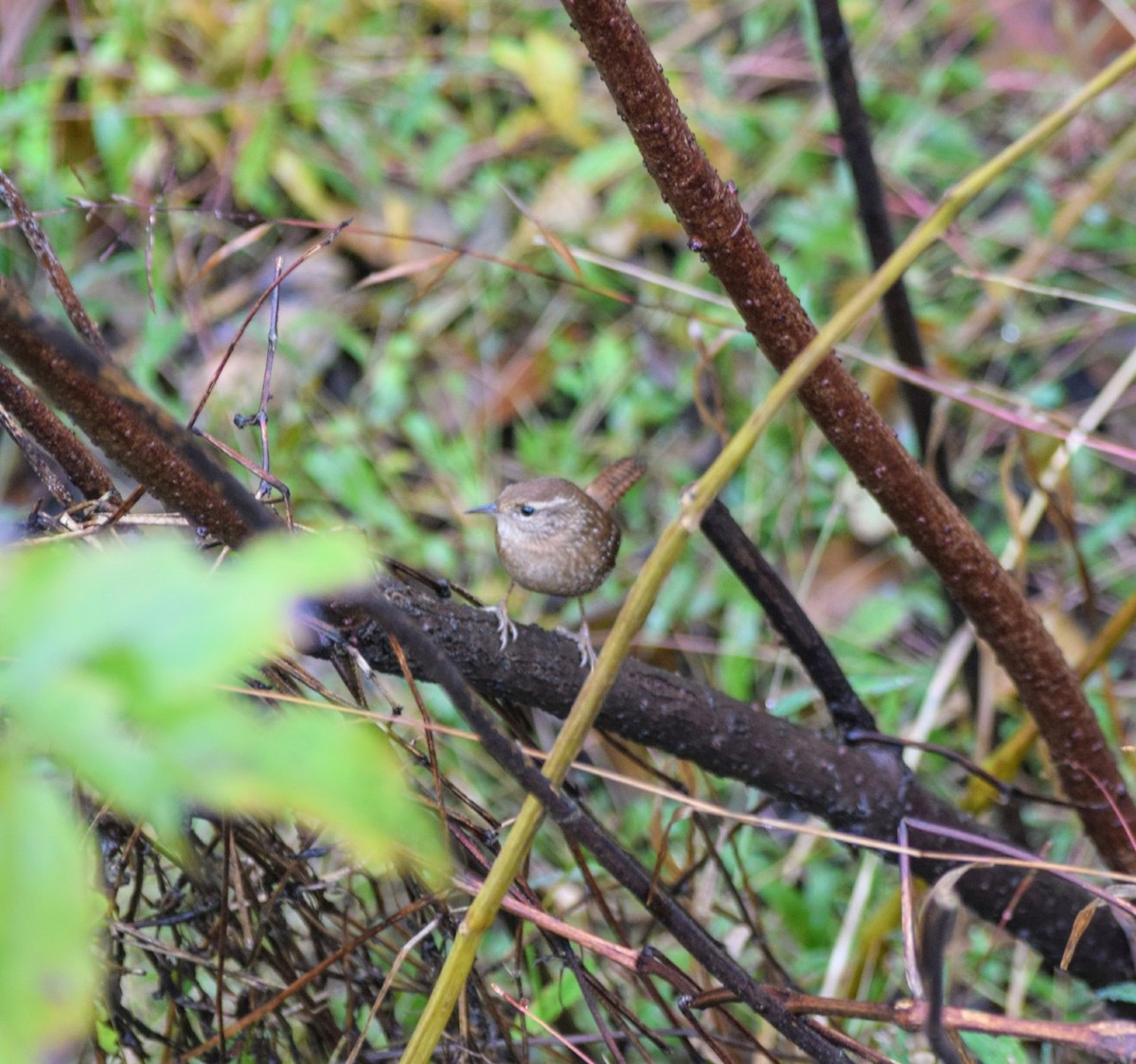 Troglodyte des forêts - ML73506351