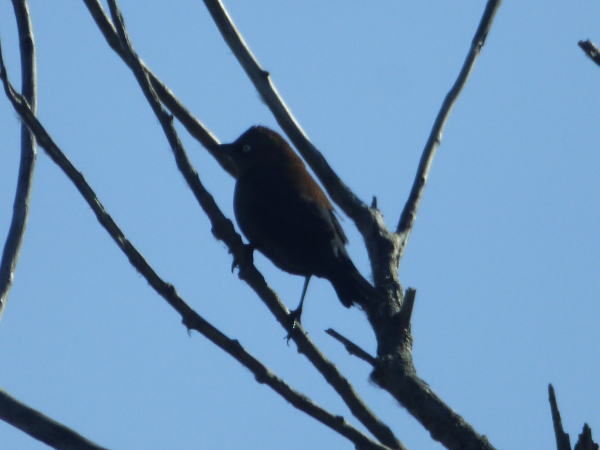 Rusty Blackbird - ML73506501