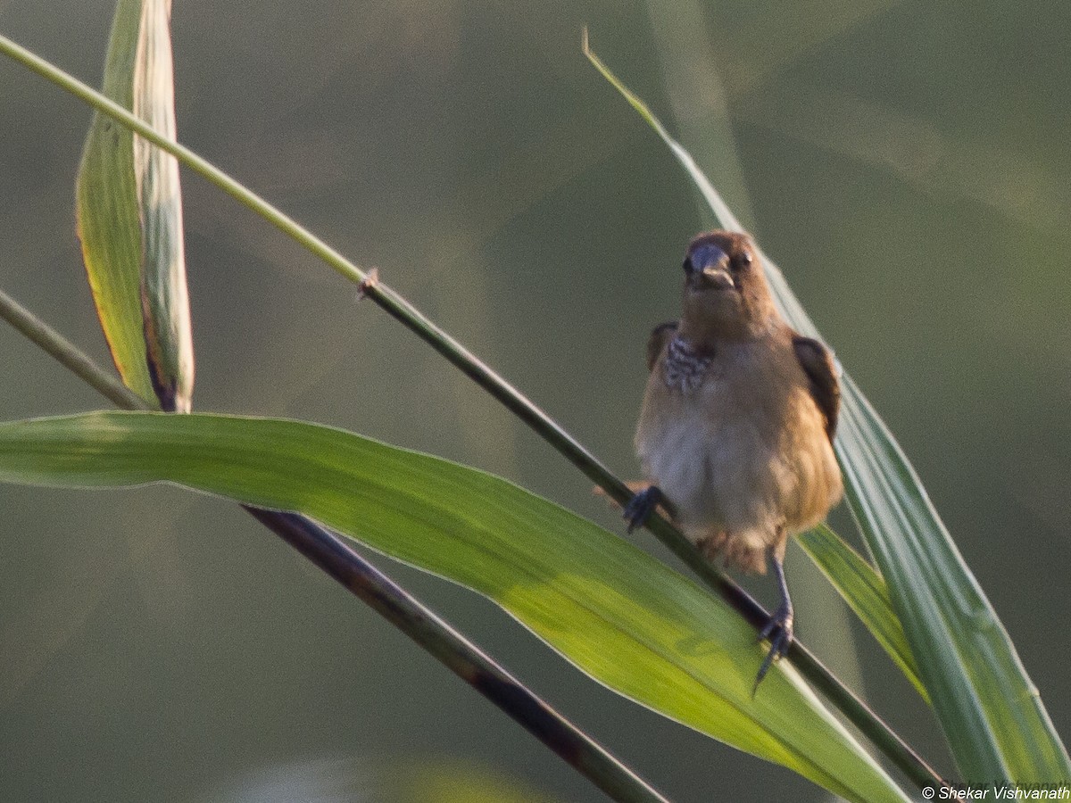 Scaly-breasted Munia - ML73507281