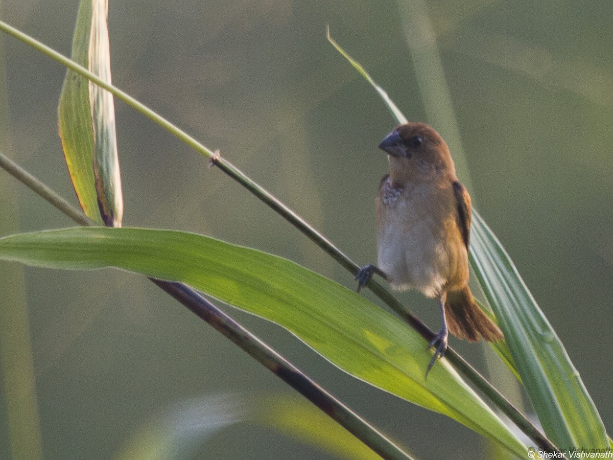 Scaly-breasted Munia - ML73507341