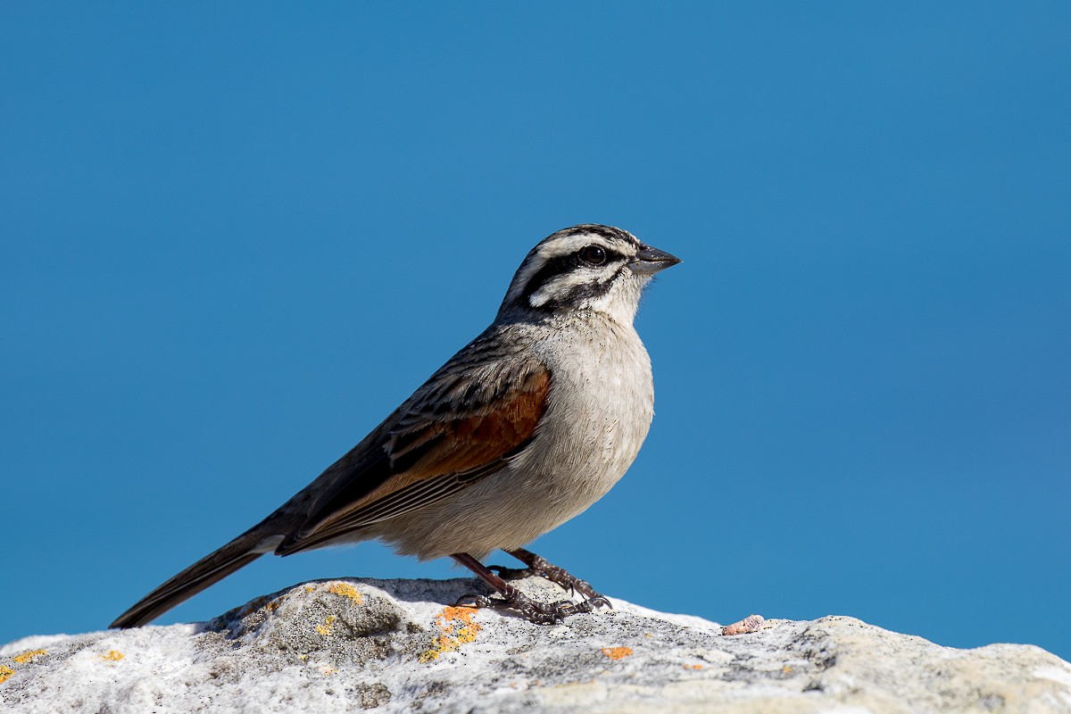 Cape Bunting - Sharon Kennedy