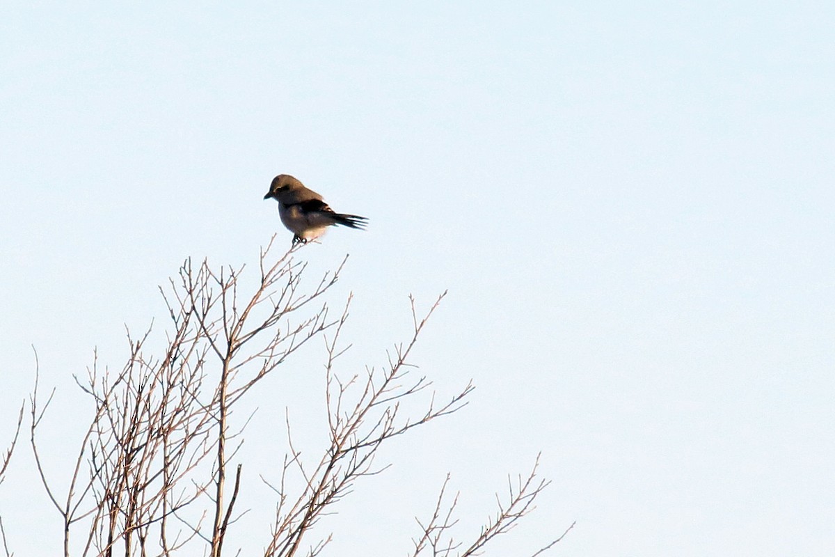 Northern Shrike - ML73507881