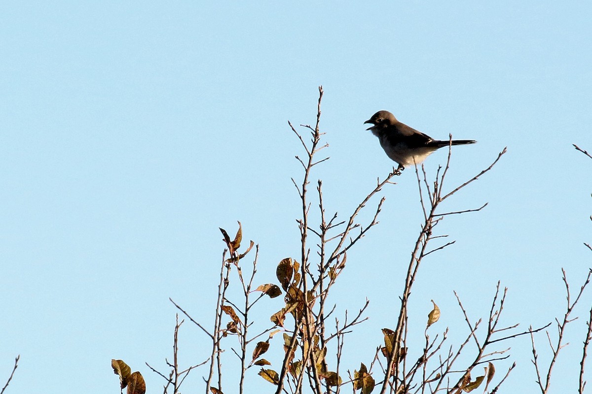 Northern Shrike - ML73507901