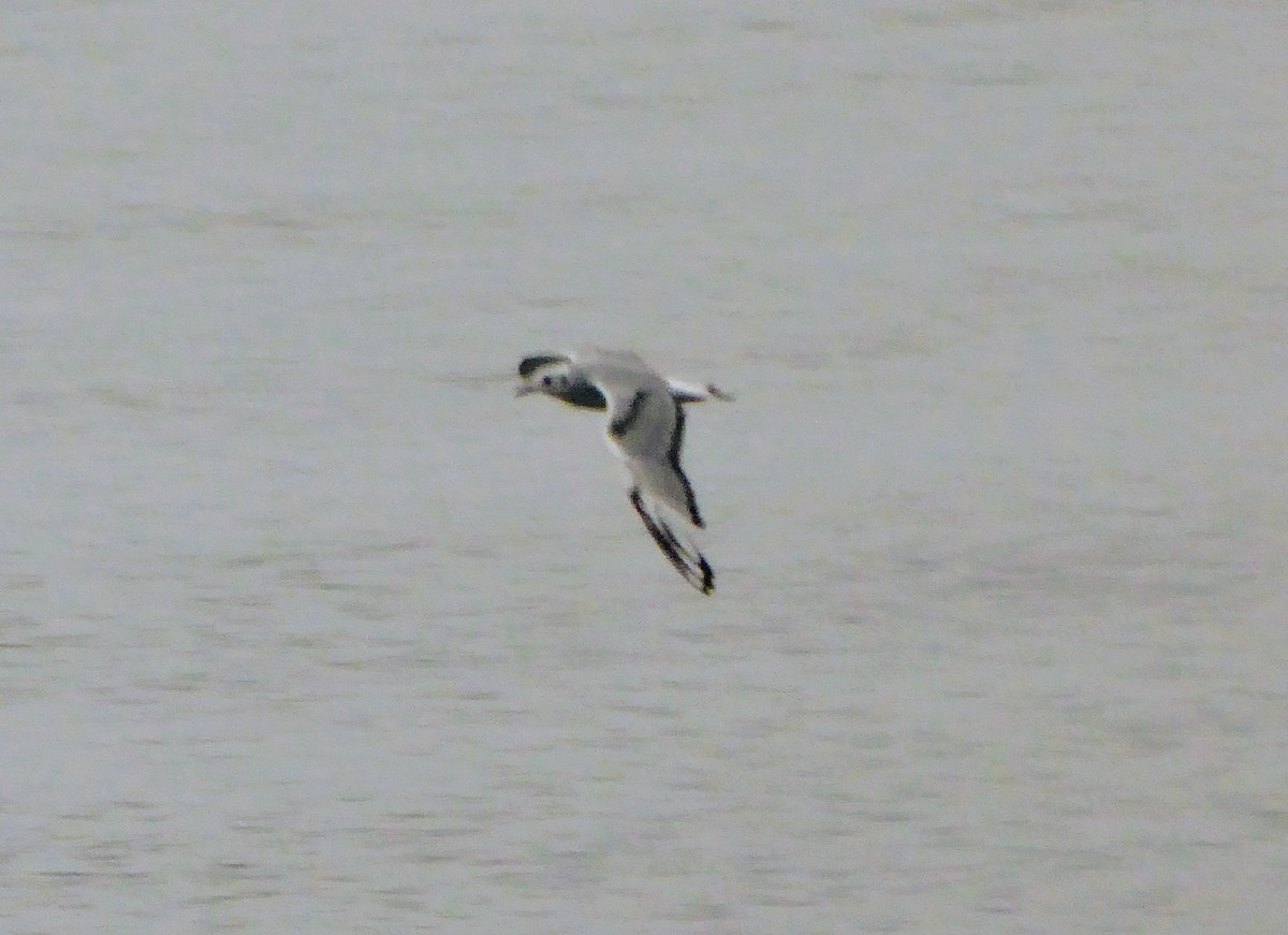 Bonaparte's Gull - ML73508681