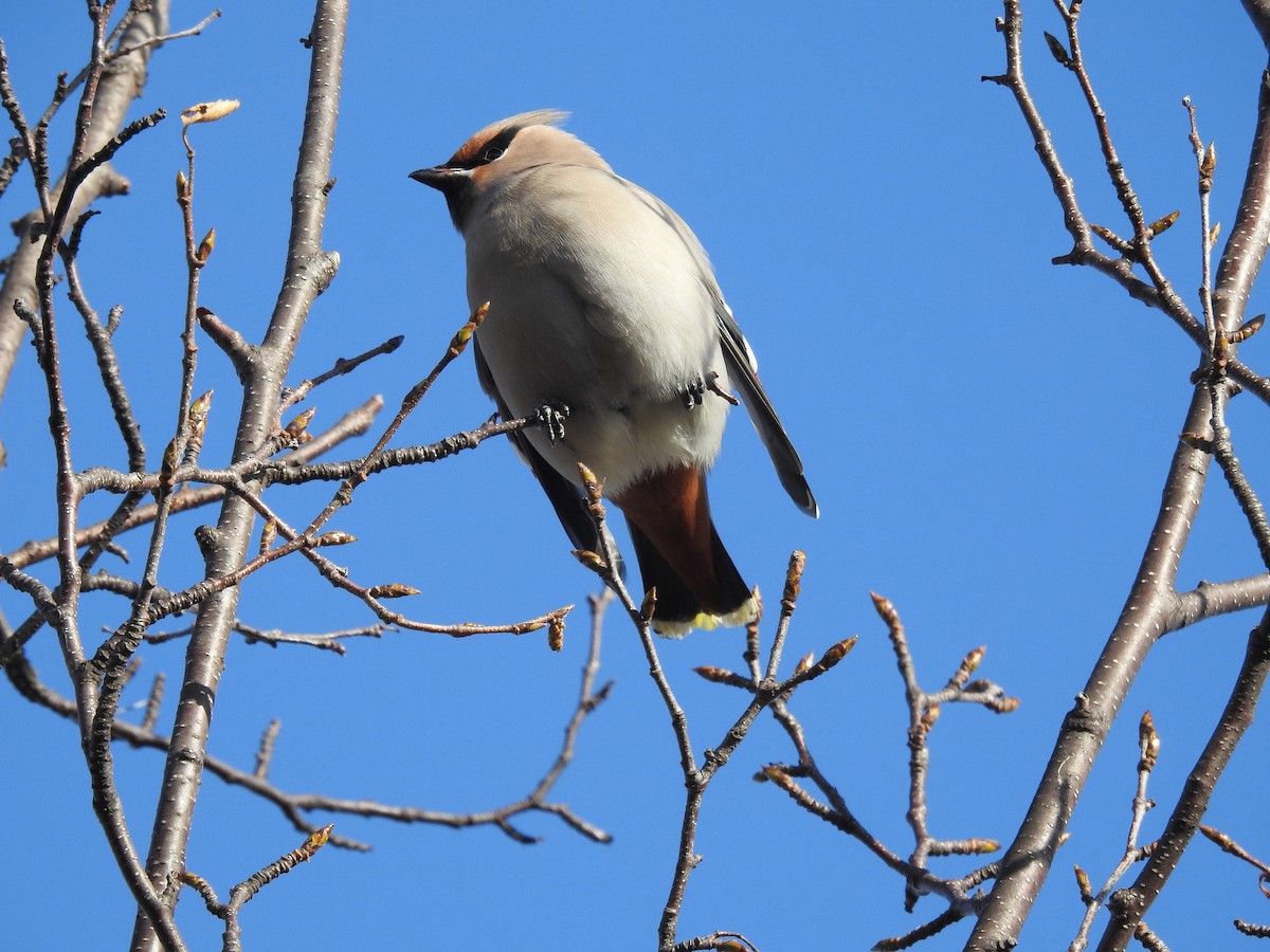 Bohemian Waxwing - ML73508911