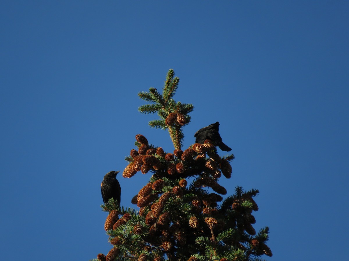 Red-winged Blackbird - ML73510821