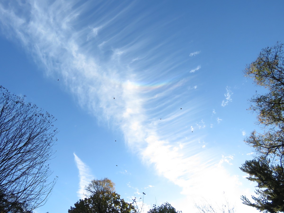 Red-winged Blackbird - ML73510841