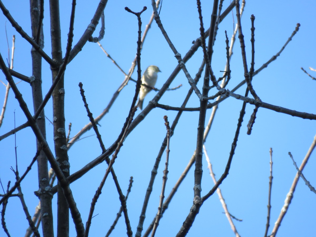 American Goldfinch - ML73511081